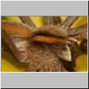 Pisaura mirabilis - Listspinne 09.jpg